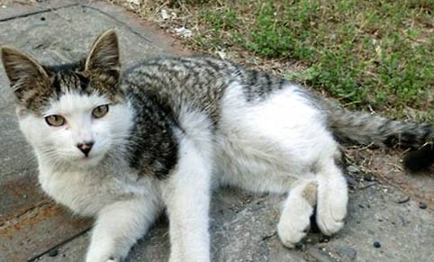 养流浪猫注意事项