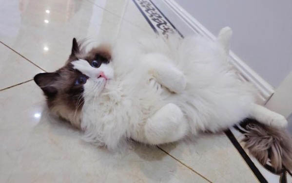 金渐层猫岁数咋判断