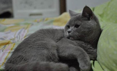 猫咪的寿命一般多久