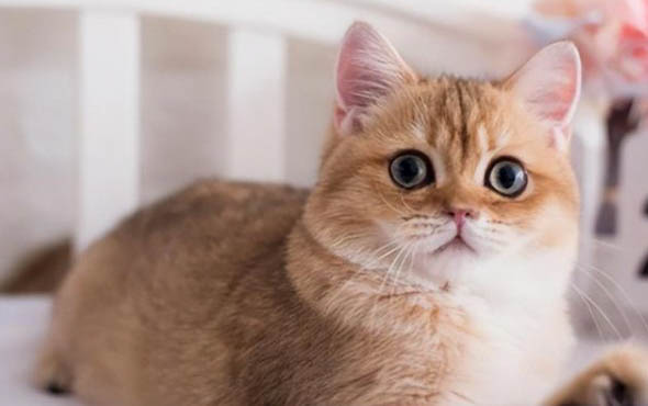 一个月的小猫可以吃猫粮吗