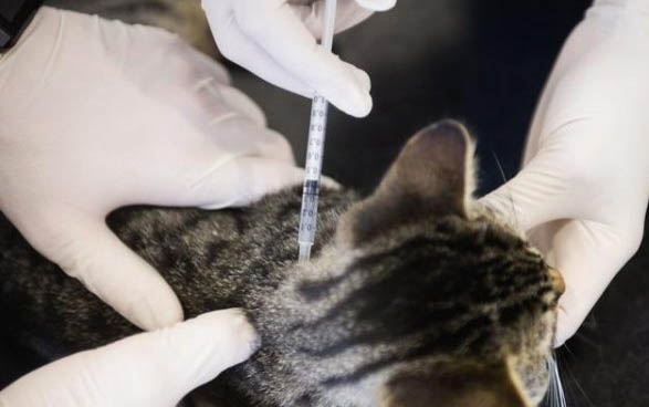 两个月的猫咪可以吃猫条吗