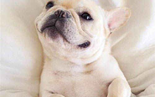 狗狗需要多久打一次狂犬疫苗