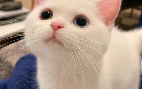 猫咪只有一只耳朵脏是耳螨吗