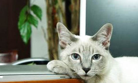 猫咪被暴打后屎都出来了的视频