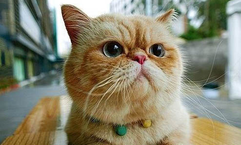 有创意的猫咪名字有哪些