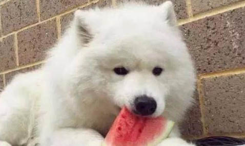 狗狗狗粮哪个牌子好