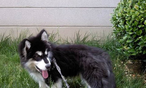 灰桃阿拉斯加犬多少钱一只