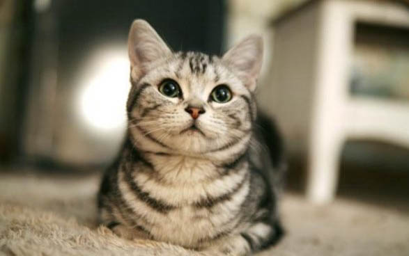 猫咪不打呼噜咋回事啊？
