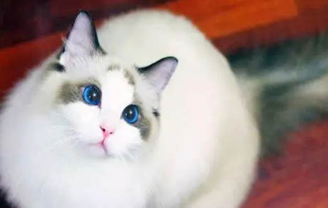 布偶猫是什么猫杂交的