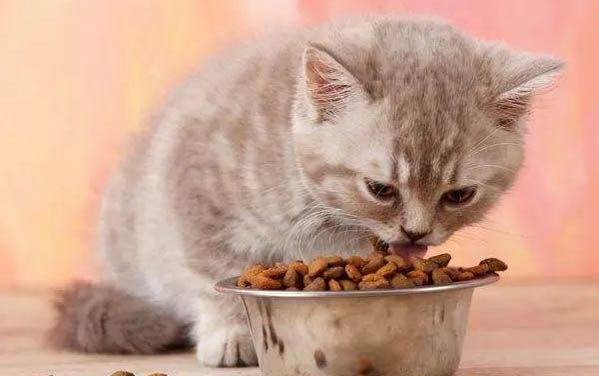 猫拉屎后要给它擦屁股吗