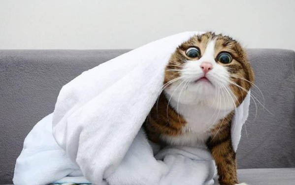 猫为什么会吐舌头