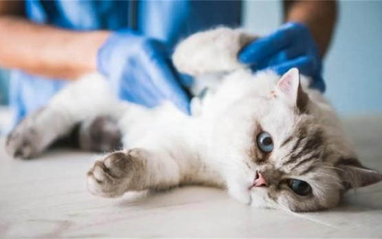 母猫多大可以生小猫咪