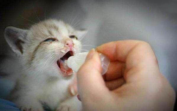 小猫咪眼睛一直流眼泪怎么回事