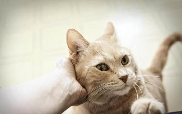 猫咪嘴巴流透明粘液