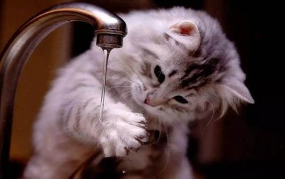 猫咪可以用氧氟沙星滴眼液吗?