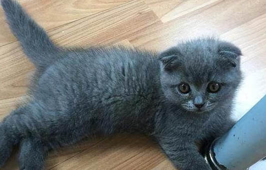 如何判断猫是不是英短