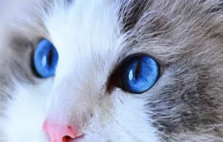 布偶猫可以玩什么玩具