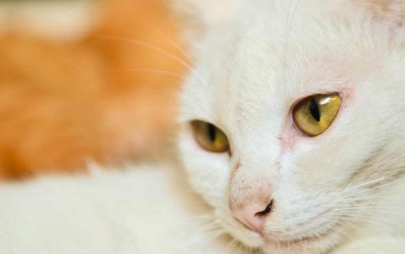 猫咪一只眼睛眼屎多的原因及处理方法