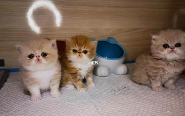 猫咪断奶后怎么喂养?