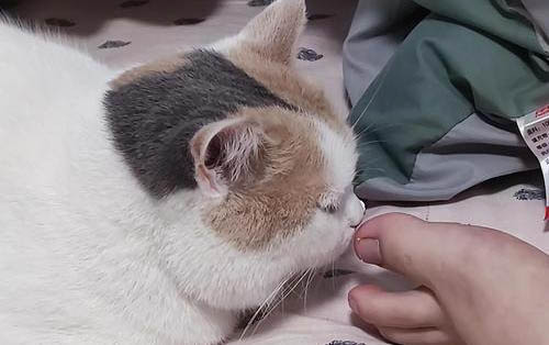 猫咪有黑色眼屎的原因及处理方法