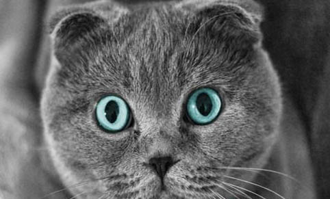 给猫咪喂益生菌的禁忌
