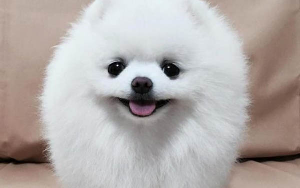 狗狗吃完饭多久拉屎?