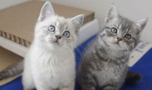 猫咪晚上一直叫是怎么回事?