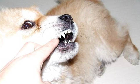 两个月的幼犬驱虫后多久可以打疫苗