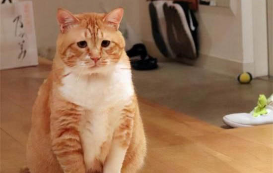 橘猫是不是土猫?