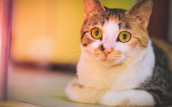 小猫特别爱睡觉正常吗