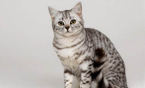 猫猫呕吐未消化的猫粮什么原因