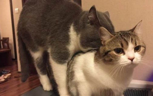 猫咪前腿抽搐