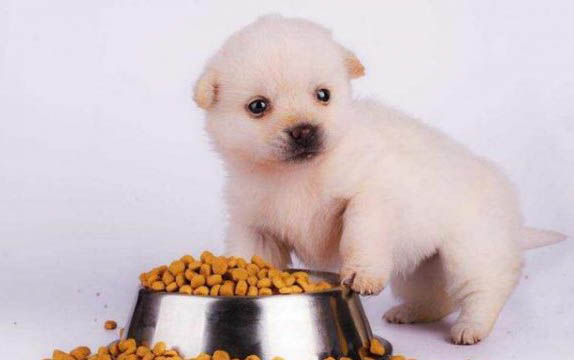 狗狗细小恢复后长不大