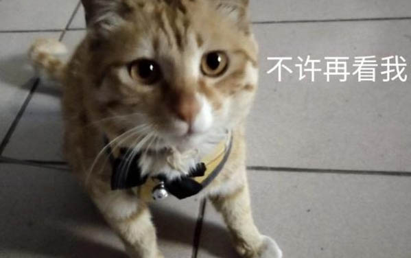 猫咪黑下巴可以抹红霉素软膏吗
