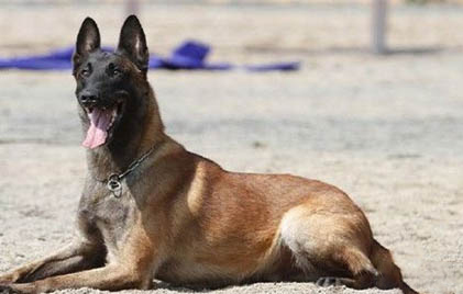 训练马犬游泳的方法及注意事项