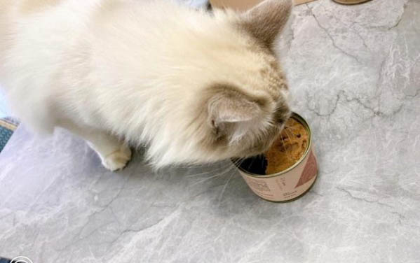 小猫尾巴的作用有哪些