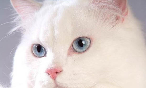 猫咪口吐白沫抽搐，你需要知道的三件事