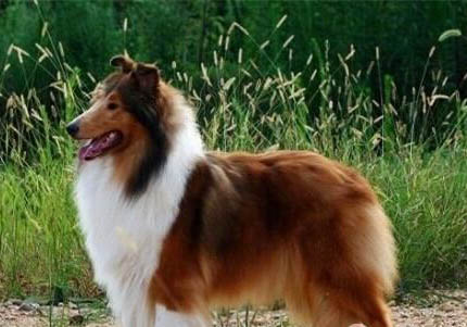 苏格兰牧羊犬坐月子注意事项