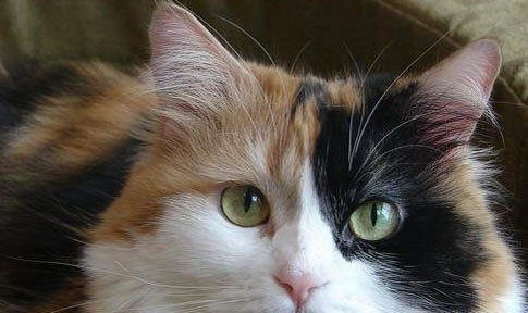 猫咪打完针脖子有鼓包是什么原因？如何处理以及注意事项？