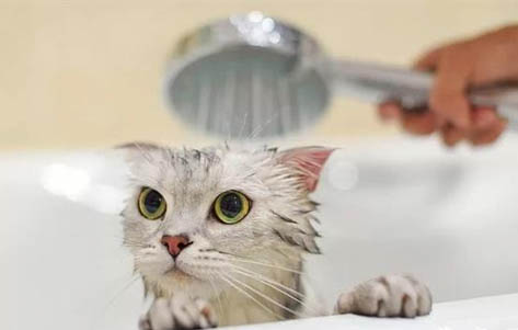 猫咪白细胞正常值是多少