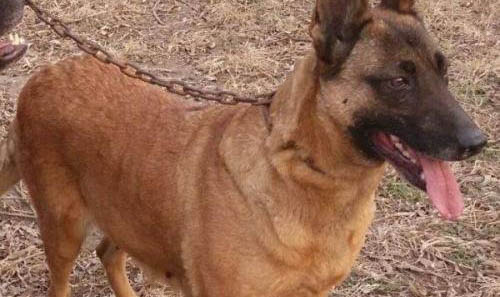 细小症状有哪些 马犬细小初期症状