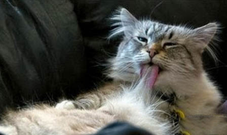 怎么样才能让猫不叫