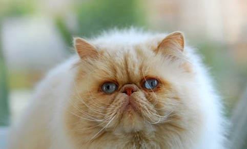 波斯猫一年生小猫几次