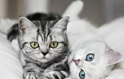 猫不亲人怎么办,怎样让猫咪亲人