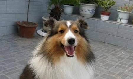 一个月的喜乐蒂牧羊犬可以洗澡吗