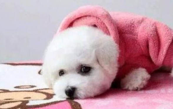 狗狗身上有跳蚤怎么办