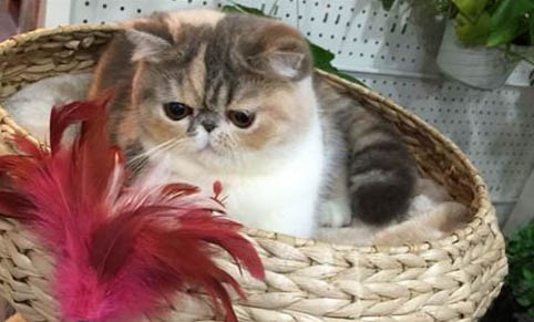 请问猫咪呕吐的原因及处理方法?