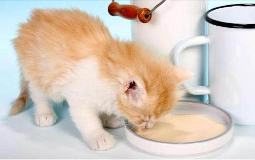小猫咪的寿命一般是多少年