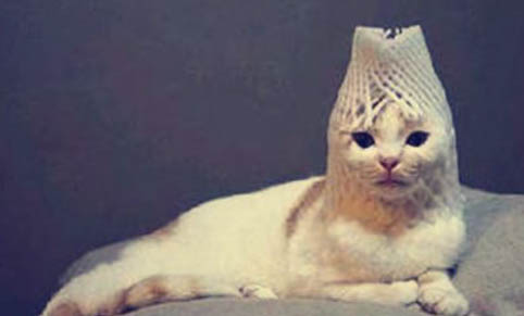 猫咪感冒多久能好