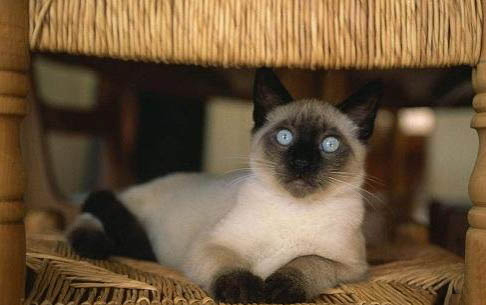 猫怎么测量体温